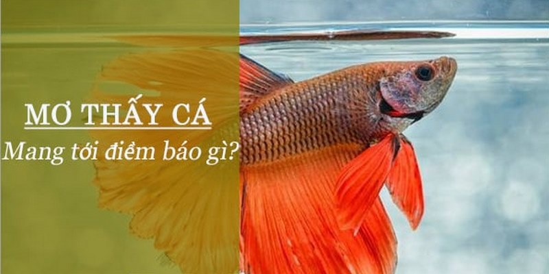 Khám phá ý nghĩa đặc biệt của giấc mộng phổ biến